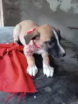 Mili