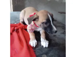Cachorro raça SRD-ViraLata idade 2 a 6 meses nome Mili