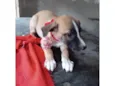 Mili