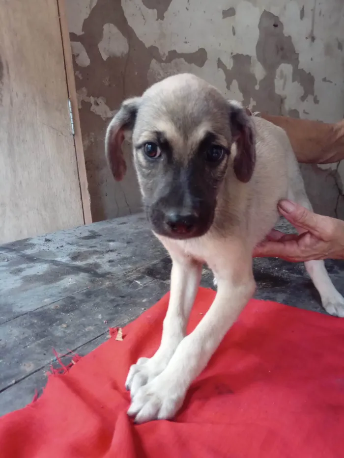 Cachorro ra a SRD-ViraLata idade 2 a 6 meses nome Scoobi 
