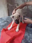 Scoobi 