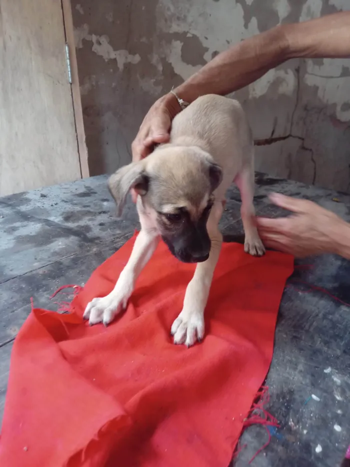 Cachorro ra a SRD-ViraLata idade 2 a 6 meses nome Scoobi 