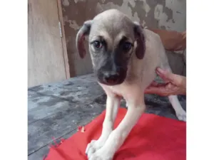 Cachorro raça SRD-ViraLata idade 2 a 6 meses nome Scoobi 