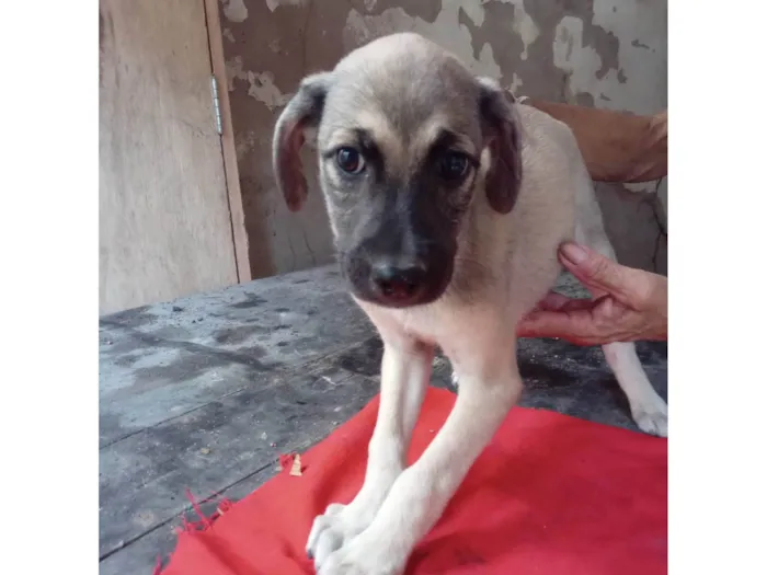 Cachorro ra a SRD-ViraLata idade 2 a 6 meses nome Scoobi 
