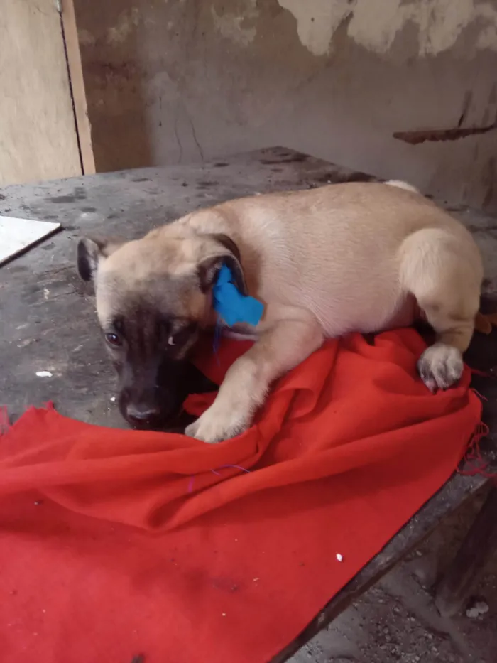 Cachorro ra a SRD-ViraLata idade 2 a 6 meses nome Max
