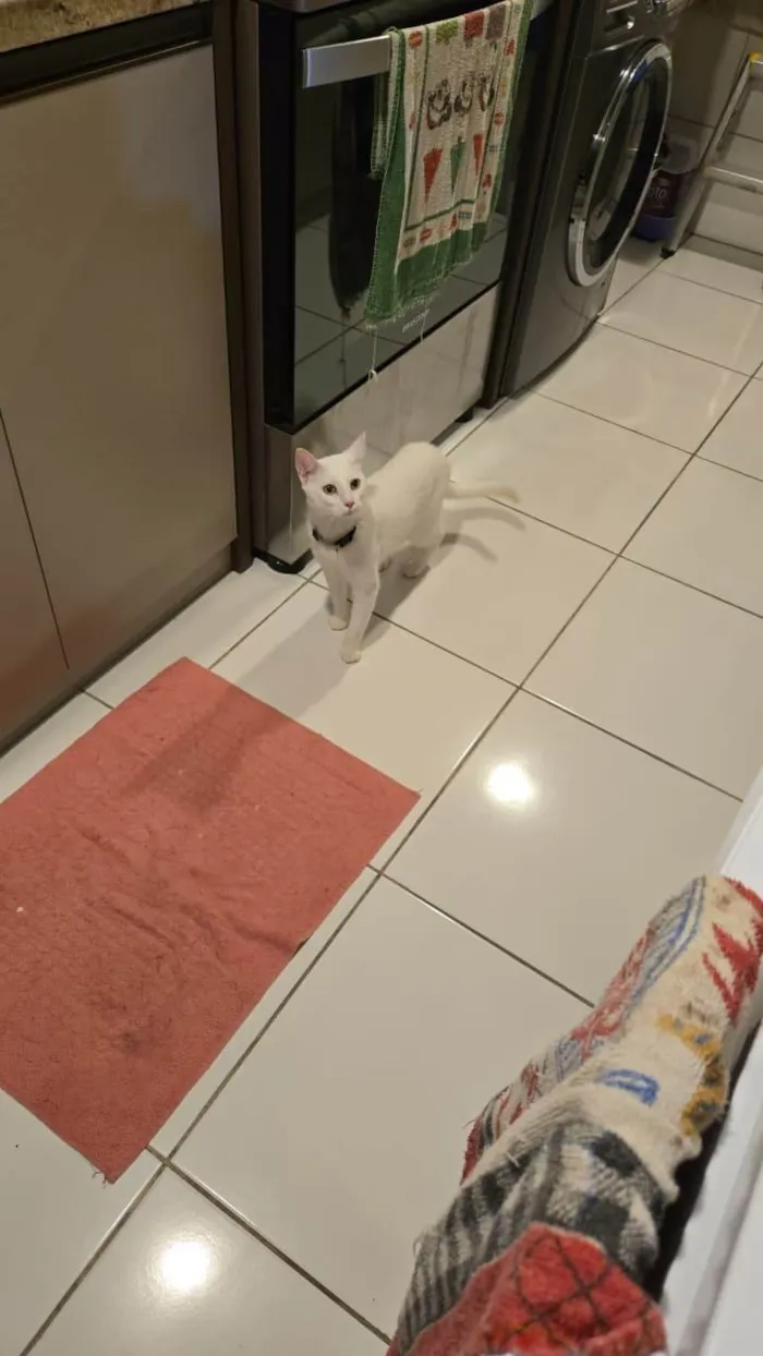 Gato ra a SRD-ViraLata idade 1 ano nome Sprite