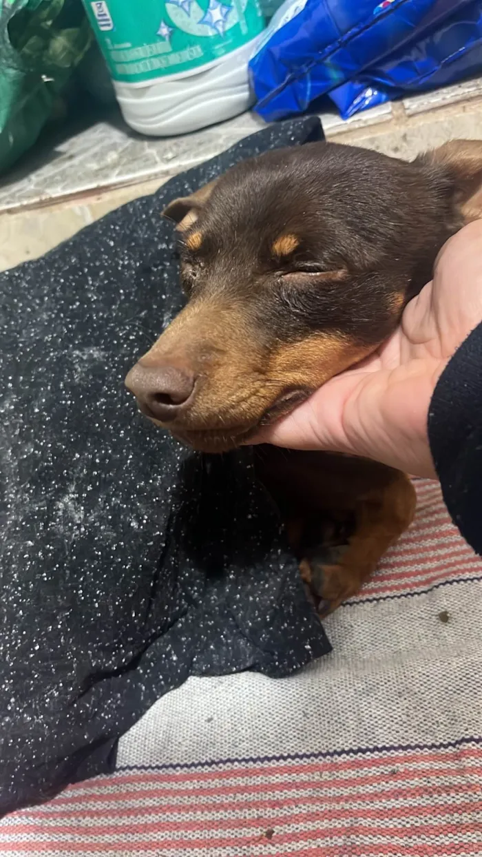 Cachorro ra a Pinscher idade 2 anos nome Pinscher 