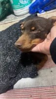 Pinscher