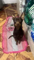 Pinscher