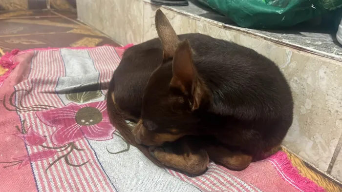 Cachorro ra a Pinscher idade 2 anos nome Pinscher 