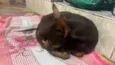 Pinscher
