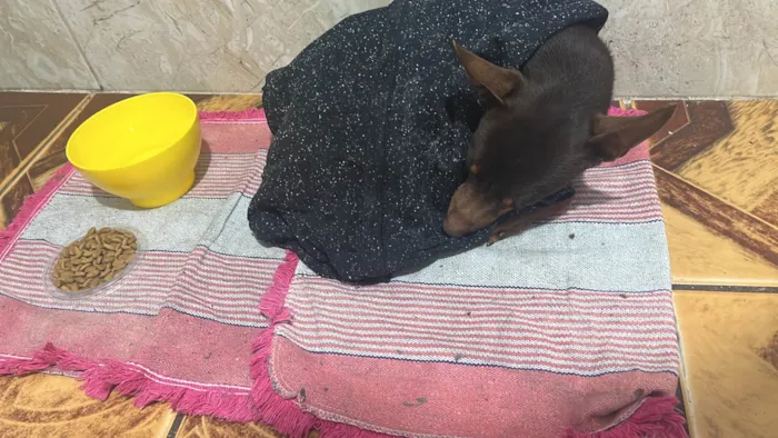 Cachorro ra a Pinscher idade 2 anos nome Pinscher 