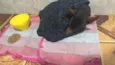 Pinscher