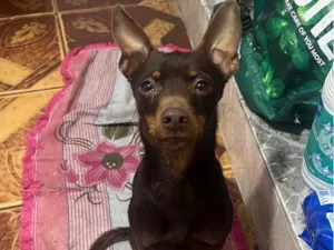 Cachorro raça Pinscher idade 2 anos nome Pinscher 