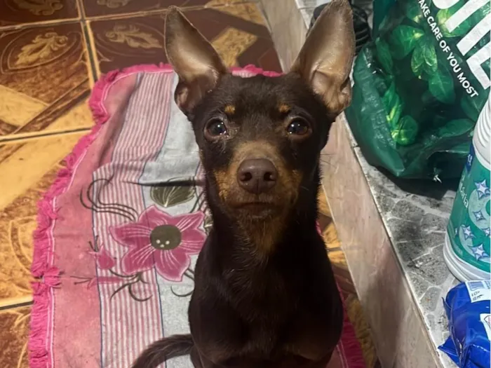 Cachorro ra a Pinscher idade 2 anos nome Pinscher 