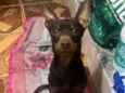 Pinscher