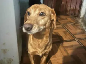 Cachorro raça SRD-ViraLata idade 6 ou mais anos nome NICK