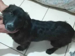 Cachorro raça SRD-ViraLata idade 2 a 6 meses nome Falar com Joelinton - Whats 11 98284-8699