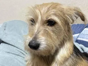 Cachorro raça SRD-ViraLata idade 2 a 6 meses nome Falar com Ismenia - Whats 11 98126-6251