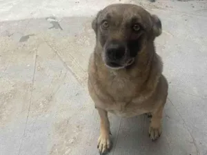 Cachorro raça SRD-ViraLata idade 2 a 6 meses nome Falar com Nazareth - Whats 11 98240-7859