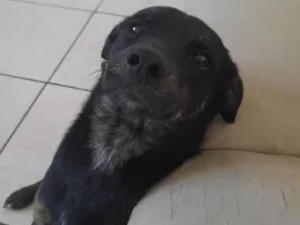 Cachorro raça SRD-ViraLata idade 2 a 6 meses nome Falar com Lucas - Whats 11 93713-0215
