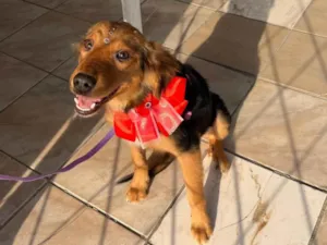 Cachorro raça SRD-ViraLata idade 7 a 11 meses nome Lesse