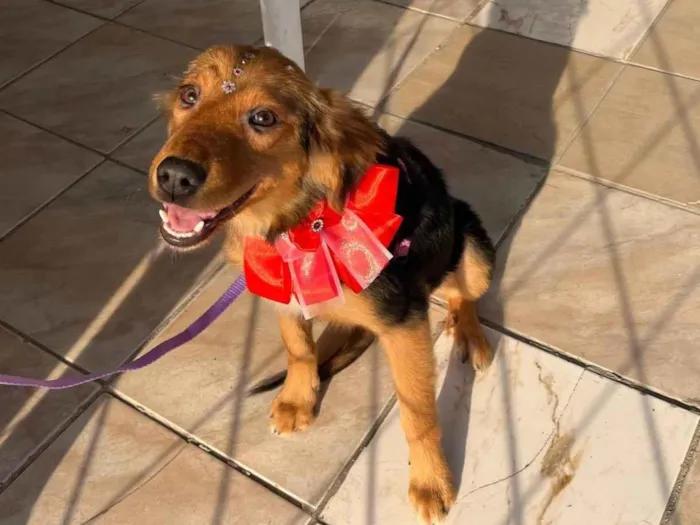 Cachorro ra a SRD-ViraLata idade 7 a 11 meses nome Lesse