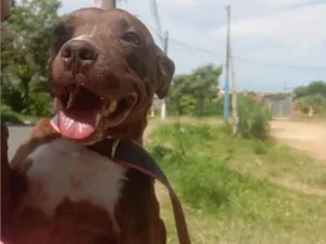 Cachorro raça Pit-Bull idade 4 anos nome kiara