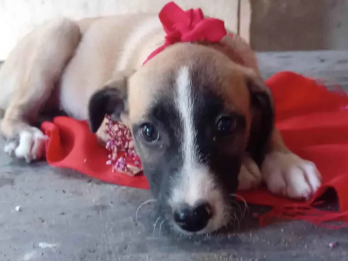Cachorro ra a SRD-ViraLata idade 2 a 6 meses nome Lua