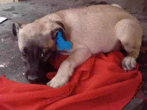 Cachorro raça SRD-ViraLata idade 2 a 6 meses nome Max
