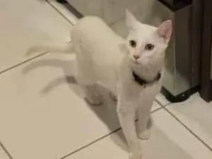 Gato raça SRD-ViraLata idade 1 ano nome Sprite
