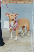 Diva