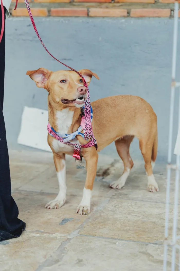 Cachorro ra a SRD-ViraLata idade 2 anos nome Diva