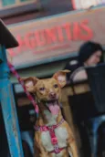 Diva