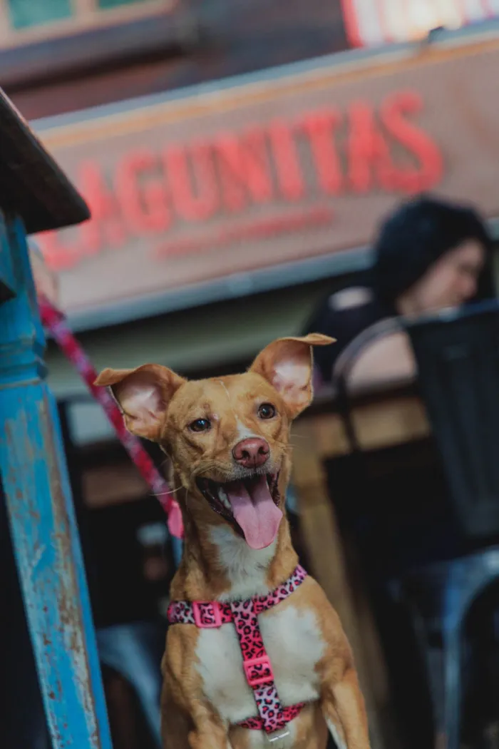 Cachorro ra a SRD-ViraLata idade 2 anos nome Diva