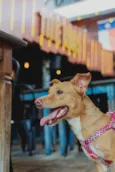 Diva