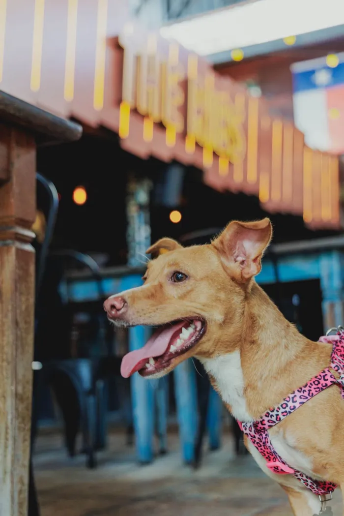 Cachorro ra a SRD-ViraLata idade 2 anos nome Diva