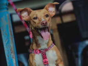 Cachorro raça SRD-ViraLata idade 2 anos nome Diva