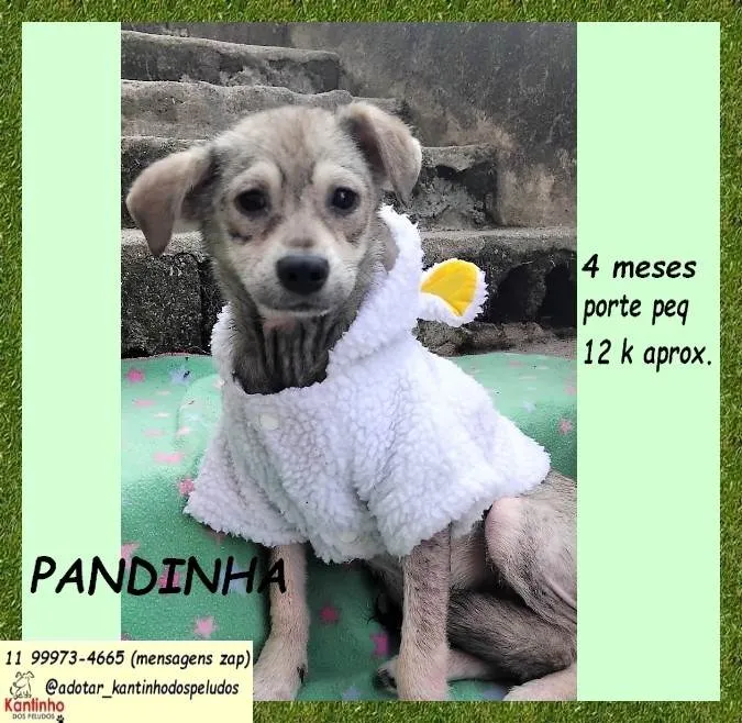 Cachorro ra a SRD-ViraLata idade 2 a 6 meses nome Pandinha 