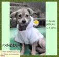 Pandinha