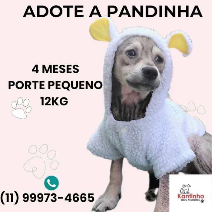 Cachorro ra a SRD-ViraLata idade 2 a 6 meses nome Pandinha 