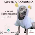 Pandinha