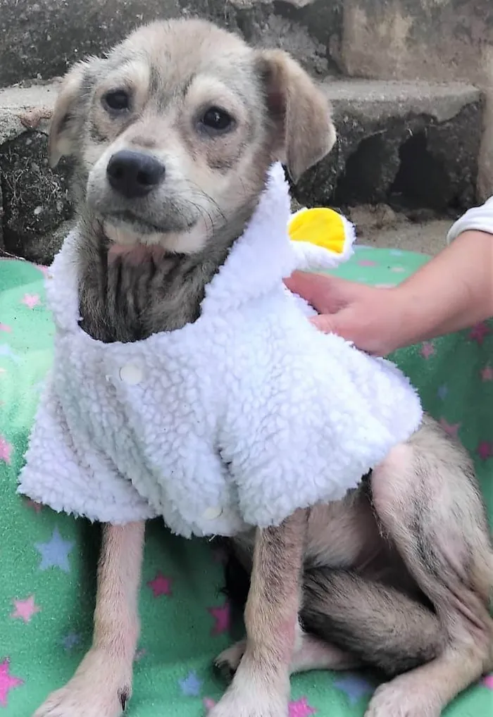 Cachorro ra a SRD-ViraLata idade 2 a 6 meses nome Pandinha 