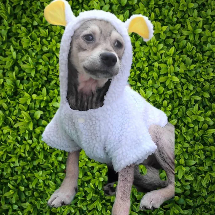 Cachorro ra a SRD-ViraLata idade 2 a 6 meses nome Pandinha 