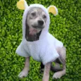 Pandinha