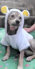 Pandinha