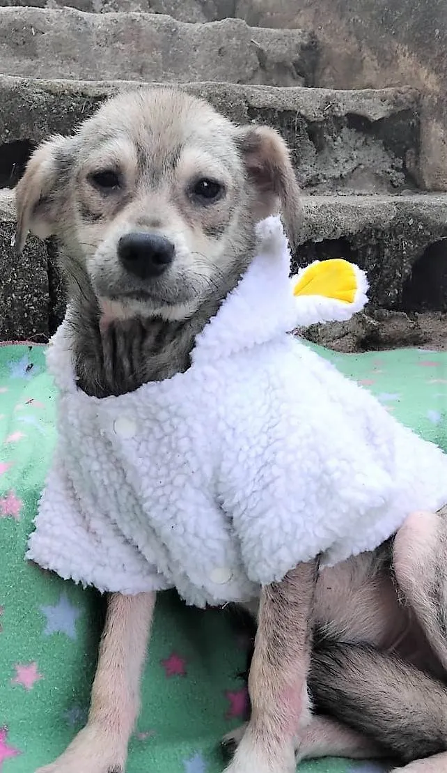 Cachorro ra a SRD-ViraLata idade 2 a 6 meses nome Pandinha 