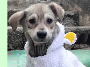 Cachorro raça SRD-ViraLata idade 2 a 6 meses nome Pandinha 