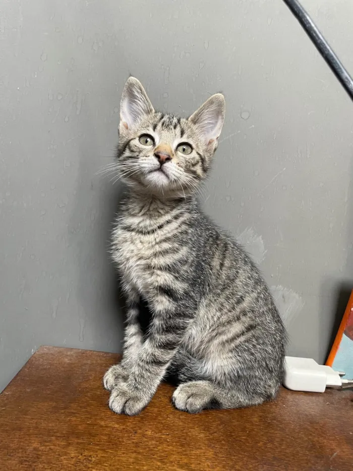 Gato ra a SRD-ViraLata idade 2 a 6 meses nome Sem nome 