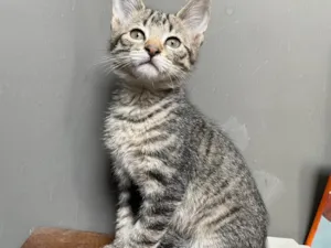 Gato raça SRD-ViraLata idade 2 a 6 meses nome Sem nome 